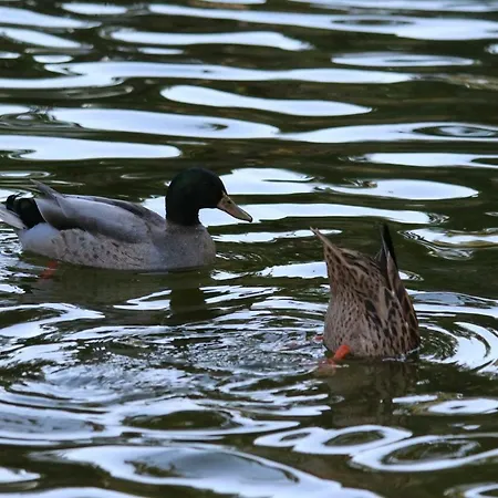 Cascais 400 M From Apartman *